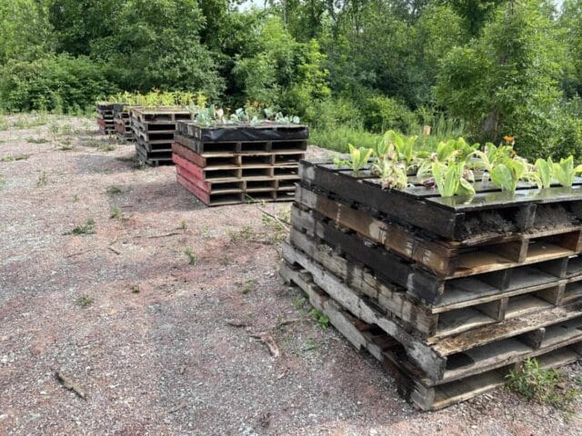 Stacked wooden pallets with green plants, part of Barrett NYC's 2024 community garden, enhancing the environment.