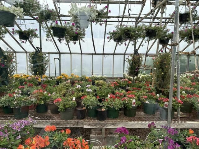 Greenhouse full of vibrant potted flowers at Barrett NYC's community garden, supporting the environment in 2024.