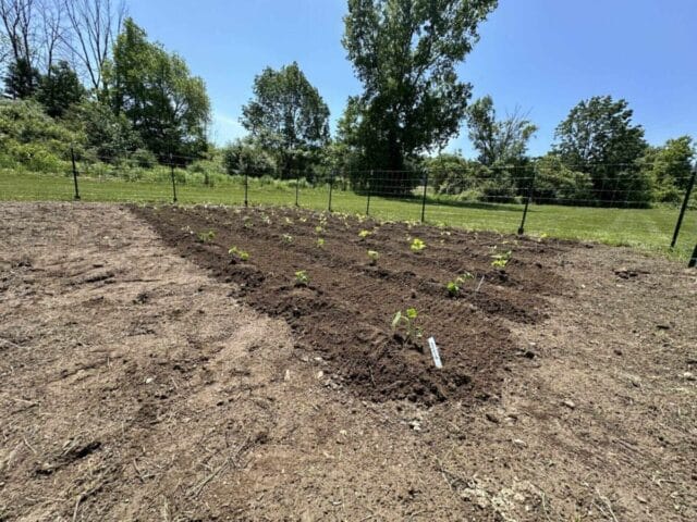 Newly planted garden by Barrett NYC, showcasing community investment in environment, New York, 2024.