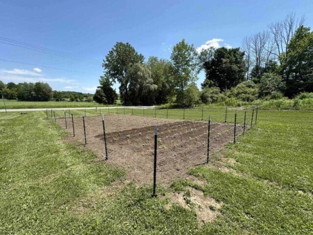 Thriving garden enclosed by a fence, surrounded by lush greenery, reflecting Barrett NYC's community investment.
