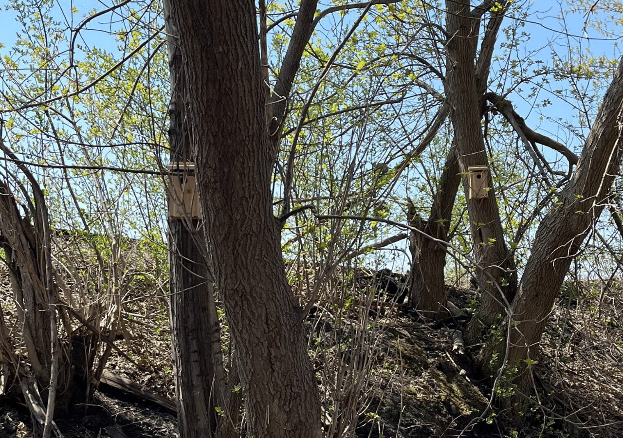 Barrett NYC supports local wildlife with new birdboxes installed on trees, enhancing conservation efforts.