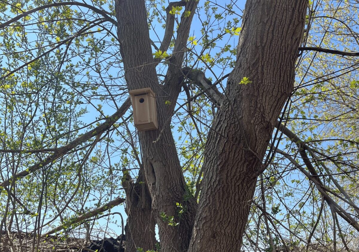 New birdbox installed by Barrett NYC on a tree as part of efforts to support local wildlife.